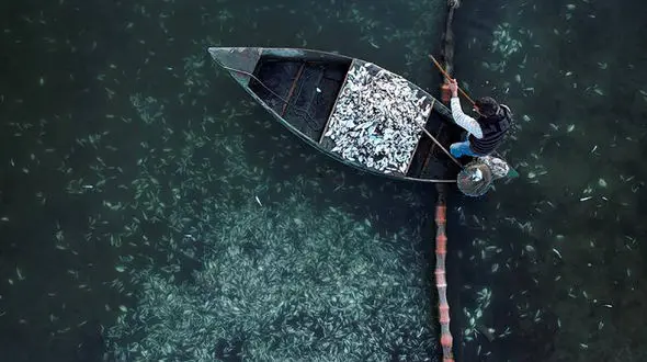 ماهی ها در سرما یخ زدند و مردند + عکس