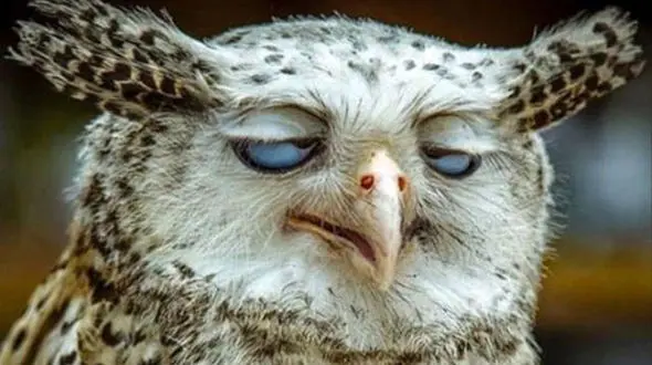 جغد خوا‌ب‌آلود