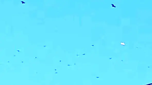 وحشت پرندگان با پرواز یوفوها + فیلم