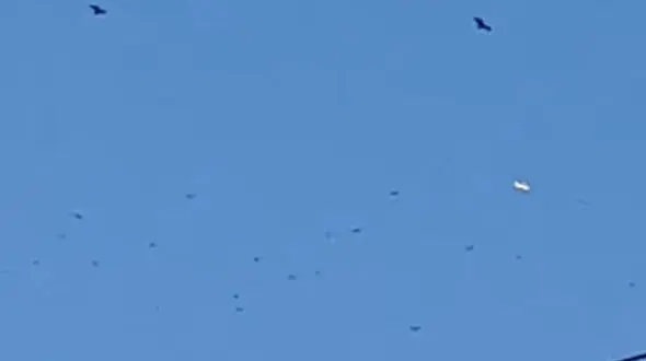 وحشت پرندگان با پرواز یوفوها + فیلم