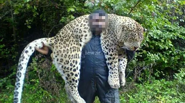 شکارچی پلنگ مازندران به 2 سال حبس محکوم شد+عکس