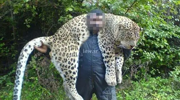 شکارچی پلنگ مازندران به 2 سال حبس محکوم شد+عکس