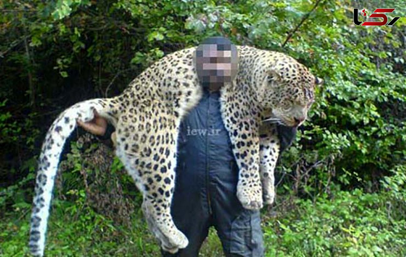 شکارچی پلنگ مازندران به 2 سال حبس محکوم شد+عکس