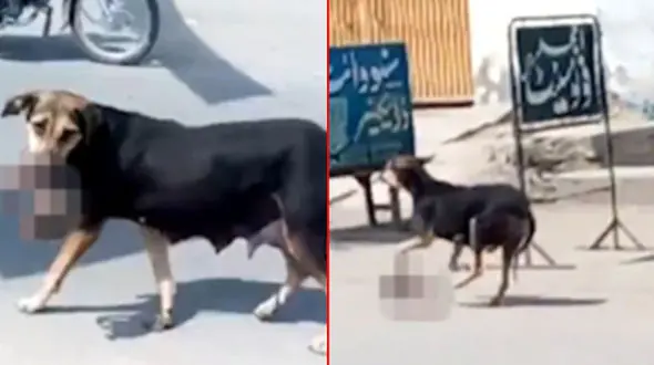 جنازه نوزاد مرده در دهان یک سگ! + فیلم و عکس