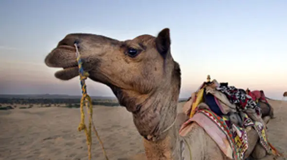 شتر آدم خوار سر صاحبش را جوید+ عکس