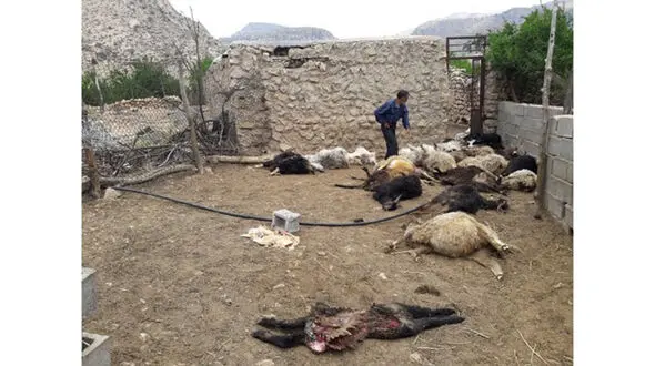 حمله شبانه 5 گرگ‌ وحشی به 2 روستای داراب + عکس