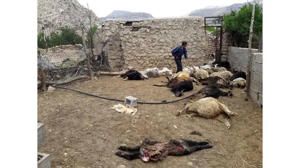 حمله شبانه 5 گرگ‌ وحشی به 2 روستای داراب + عکس