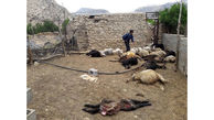 حمله شبانه 5 گرگ‌ وحشی به 2 روستای داراب + عکس