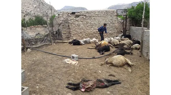 حمله شبانه 5 گرگ‌ وحشی به 2 روستای داراب + عکس