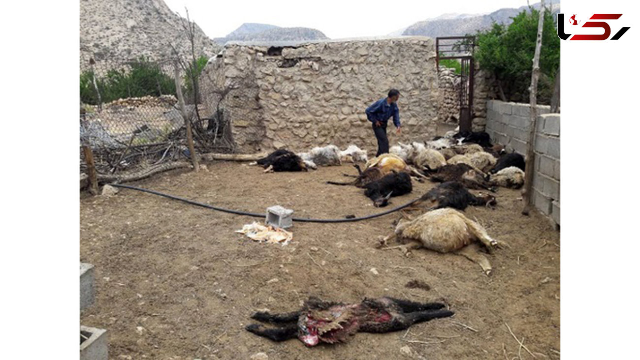 حمله شبانه 5 گرگ‌ وحشی به 2 روستای داراب + عکس