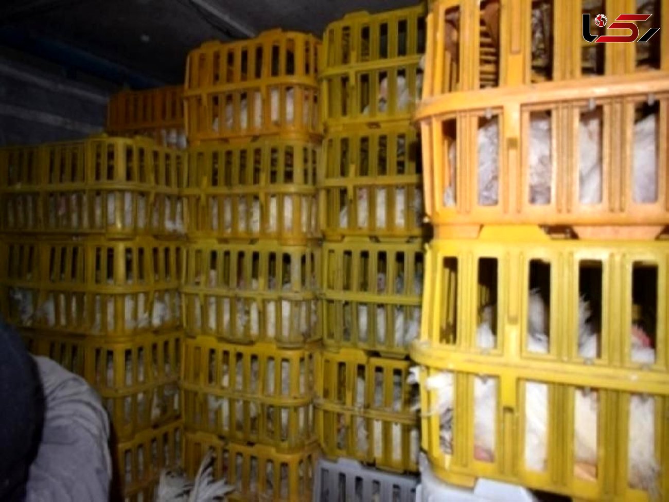 کشف ۴۸۸ قطعه مرغ قاچاق در "ملکان"