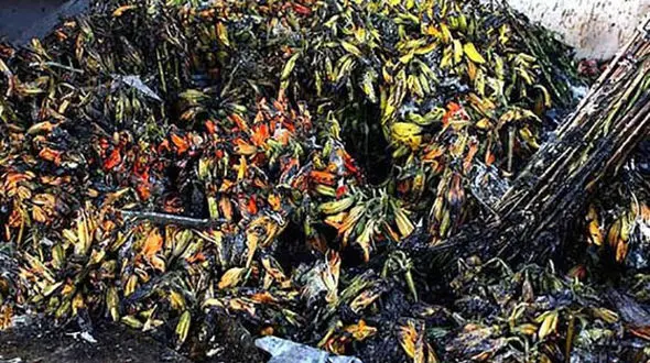 بازار گل محلاتی در آتش سوخت