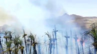 درختان خرمای شهرستان فنوج در آتش سوخت + فیلم