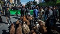 هشدار / بیماری‌ مرگباری که با ذبح خیابانی دام به جانتان می‌افتد