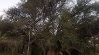 ثبت ملی درختان کهنسال بوشهر 