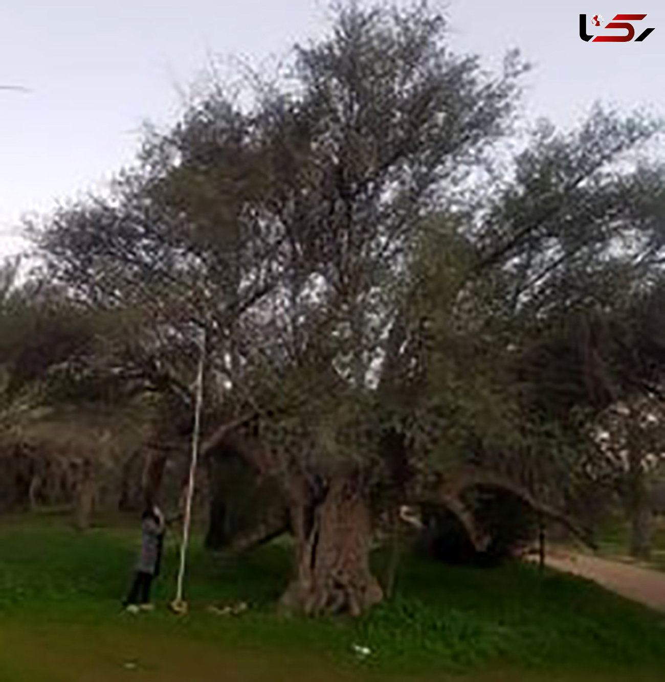 ثبت ملی درختان کهنسال بوشهر 