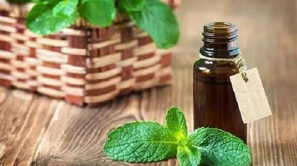 فواید هیجان انگیز پونه کوهی 