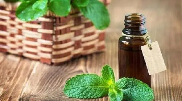 فواید هیجان انگیز پونه کوهی 
