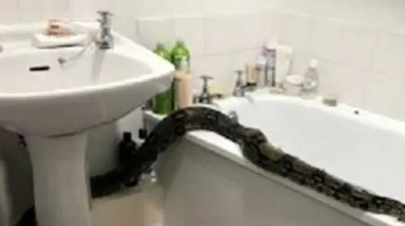 صحنه وحشتناکی که زن جوان در حمام خانه اش دید+عکس