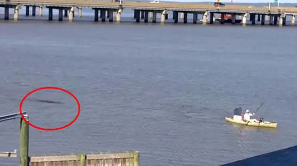 فرار کایاک سوار از چنگال تمساح گرسنه +فیلم 