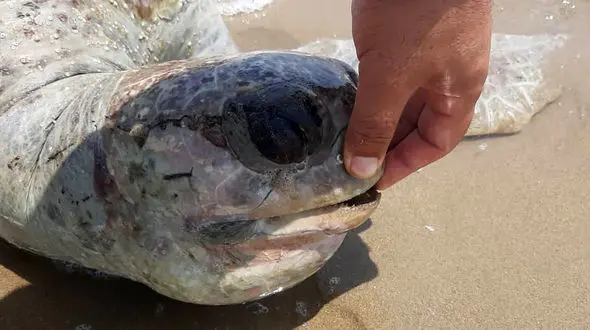 تورهای ترال، جلاد لاک‌پشت‌ها در خلیج فارس/ پره‌های مرگ، نورهای مزاحم؛ گردشگری بی‌قاعده لاک‌پشت‌ها را به کام مرگ می‌کشاند + فیلم