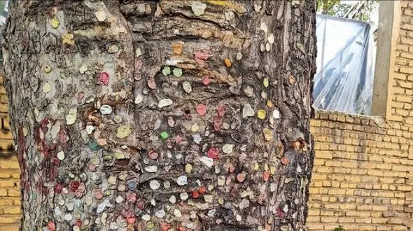 فیلم درخت آدامس های رنگی در نیاوران ! / دختران عشق ازدواج بخوانند !