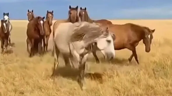 فیلم حمله اسب نر وحشی به کره اسب تازه متولد شده