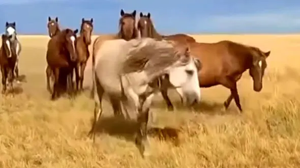 فیلم حمله اسب نر وحشی به کره اسب تازه متولد شده