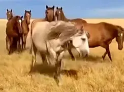 فیلم حمله اسب نر وحشی به کره اسب تازه متولد شده