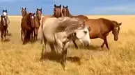 فیلم حمله اسب نر وحشی به کره اسب تازه متولد شده