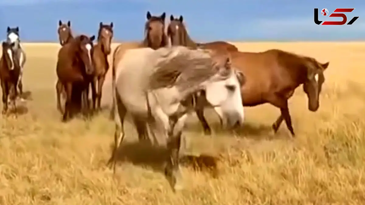 فیلم حمله اسب نر وحشی به کره اسب تازه متولد شده