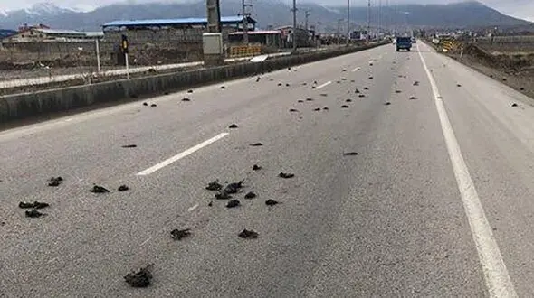 تلف‌ شدن عجیب صدها پرنده در جاده ماکو - بازرگان+عکس