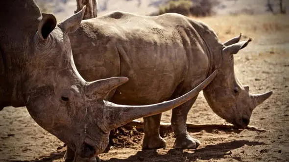 محکومیت یک مرد چینی به خاطر قاچاق شاخ کرگدن