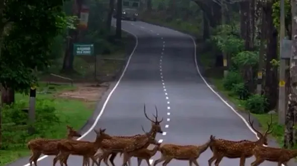 از عبور گله آهو ها از جاده تا غذا دادن مادر پرندها به فرزندانش