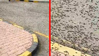 حمله میلیون ها مورچه به پاسگاه پلیس در مهران ! + فیلم و عکس
