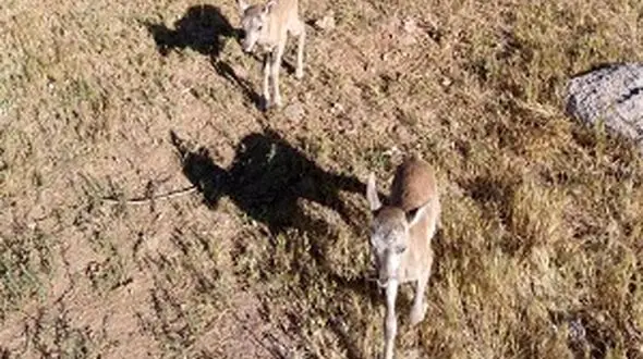 نجات 2 بره قوچ و میش ارمنی در شهرستان سقز