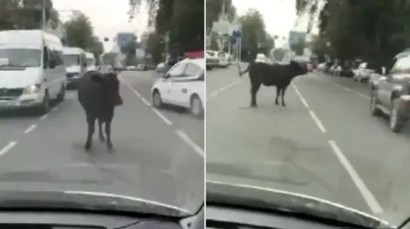 حمله گاو خشمگین به مامور پلیس راه + فیلم