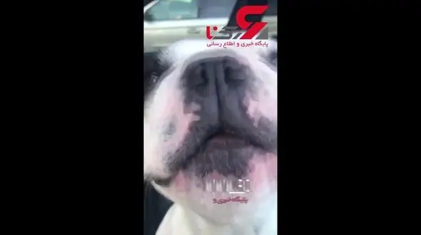 آوازخواندن حرفه‌ای سگ نابغه + فیلم