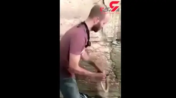 مار سمی یهودیان را پای دیوار ندبه به وحشت انداخت! + فیلم 