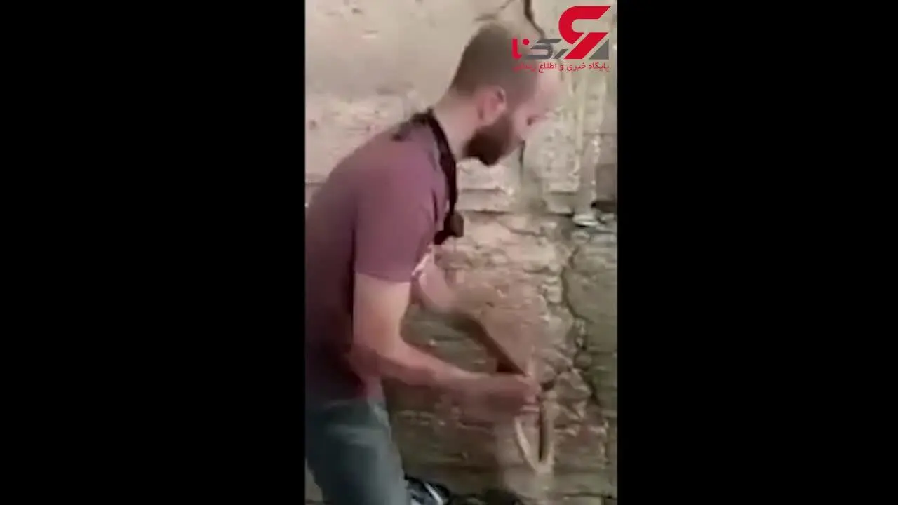 مار سمی یهودیان را پای دیوار ندبه به وحشت انداخت! + فیلم 