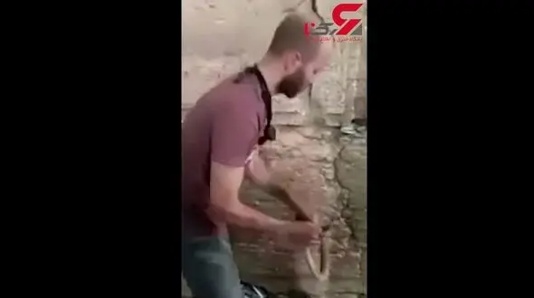 مار سمی یهودیان را پای دیوار ندبه به وحشت انداخت! + فیلم 