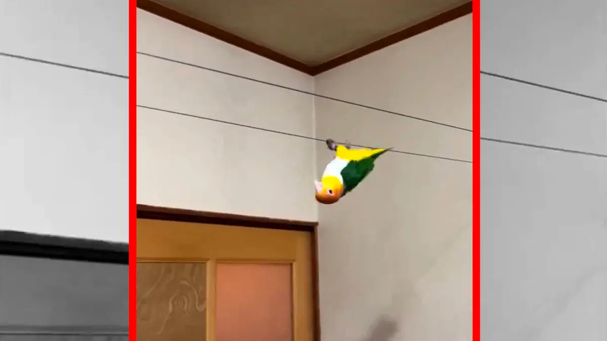 فیلم راه رفتن دیدنی طوطی روی بند لب به صورت برعکس