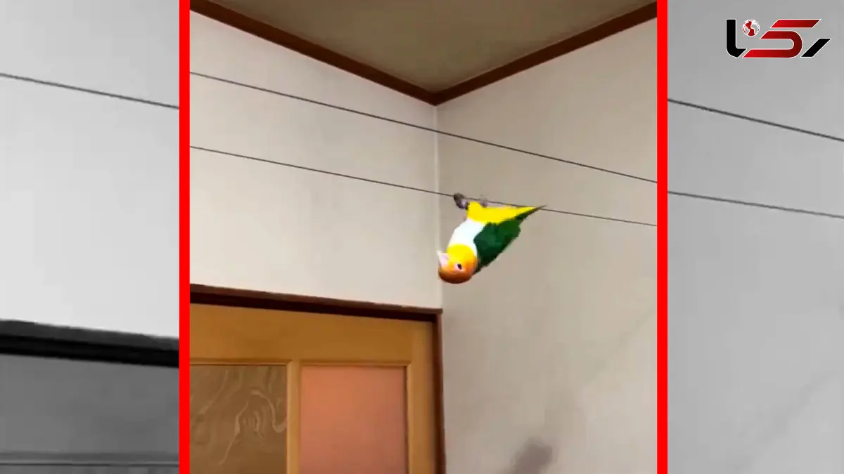 فیلم راه رفتن دیدنی طوطی روی بند لب به صورت برعکس