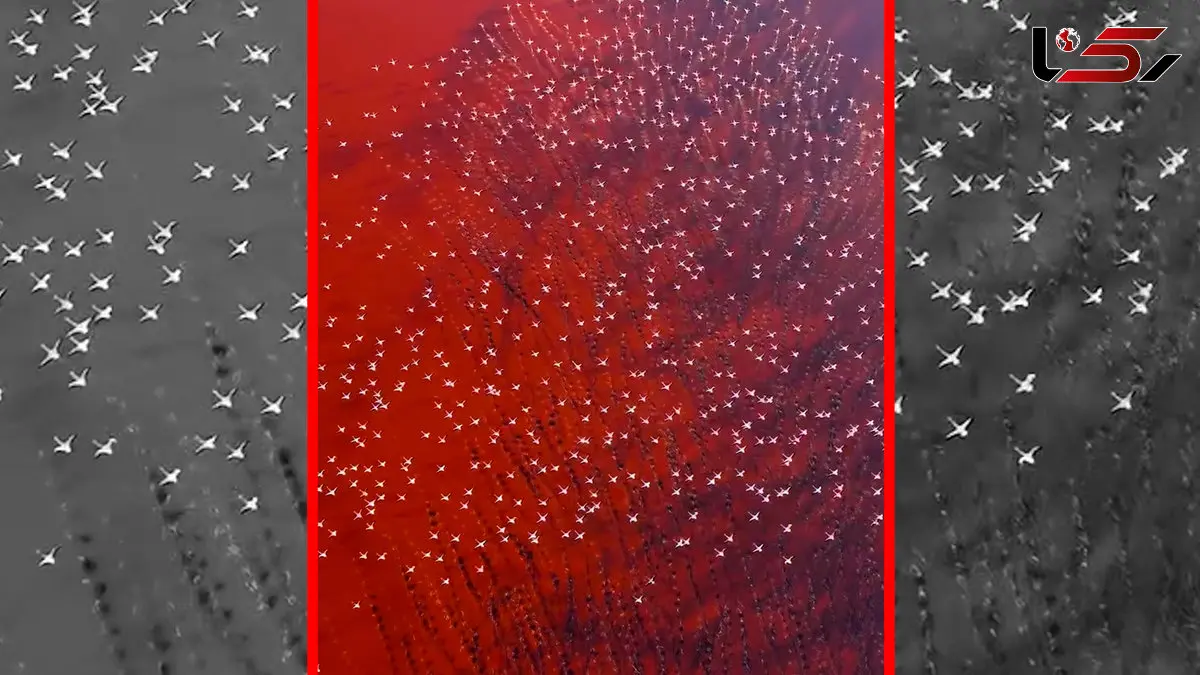 فیلم پرواز فلامینگوهای صورتی در دریاچه مهارلو