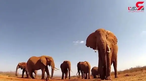 آخرین بازمانده نسل ماموت‌ها + فیلم