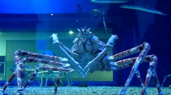 فیلم خرچنگ عنکبوتی ژاپنی / غول خرچنگ از ماشین شما بزرگتر است