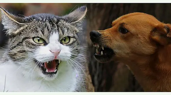 فیلم / لگد حیرت آور گربه به یک سگ به سبک بروسلی