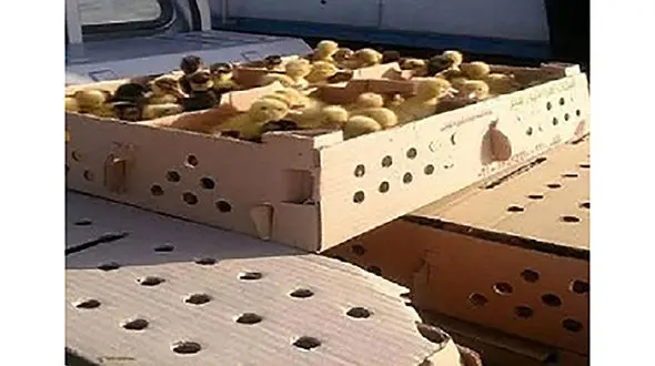 کشف 4 هزار و 800 قطعه جوجه اردک در مرز بانه