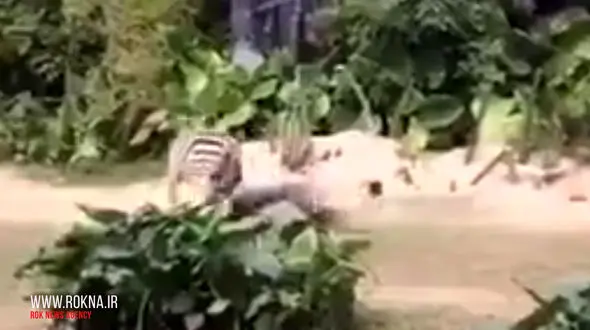 حمله وحشیانه گورخر به نگهبان باغ وحش +فیلم