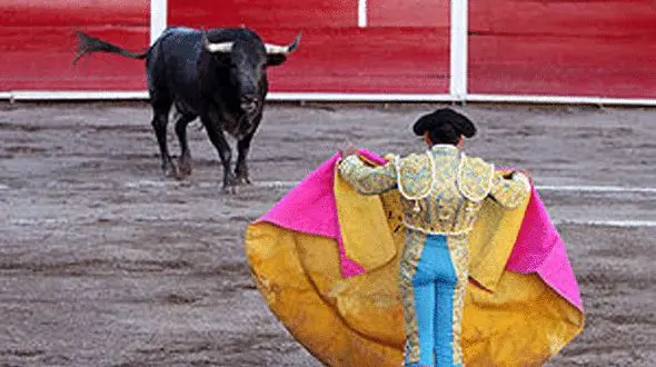 عجیب ترین مسابقه گاوبازی + فیلم